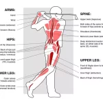 高爾夫球使用肌群