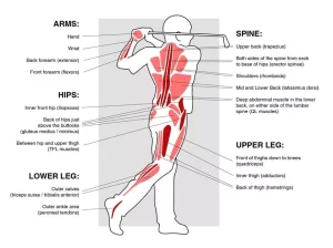 Read more about the article 高爾夫球使用肌群